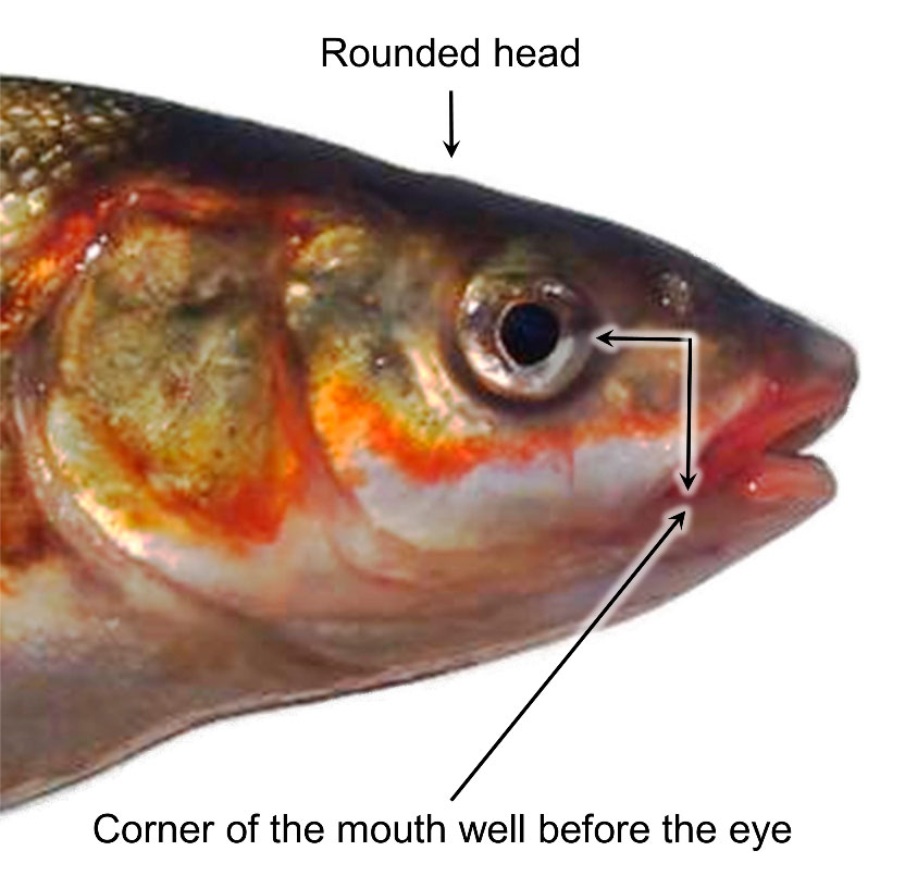 Profile image of Peamouth fish head. 
