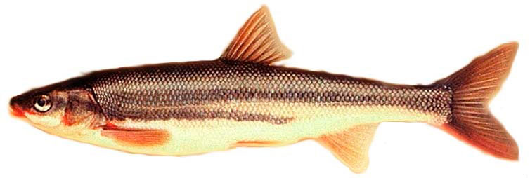 Profile image of Peamouth fish head. 
