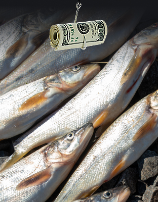 Catch cash Save Salmon. Pikeminnow fish with cash roll suspending from hook.