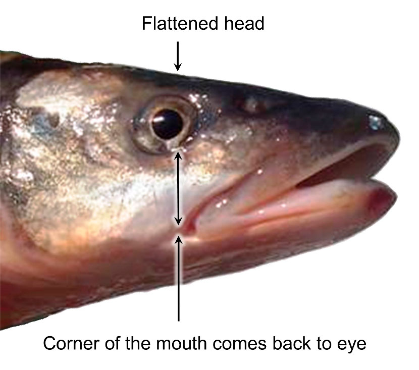 Profile image of Northern Pikeminnow fish head. 