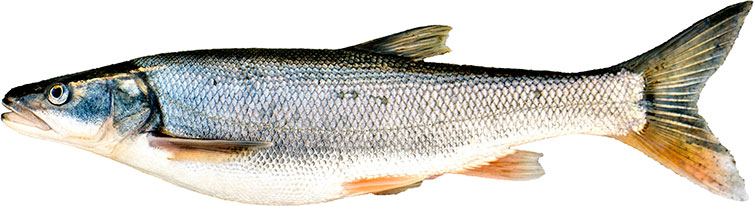 Profile image of Northern Pikeminnow fish head. 