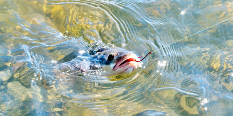 Image of hooked Northern Pikeminnow fish