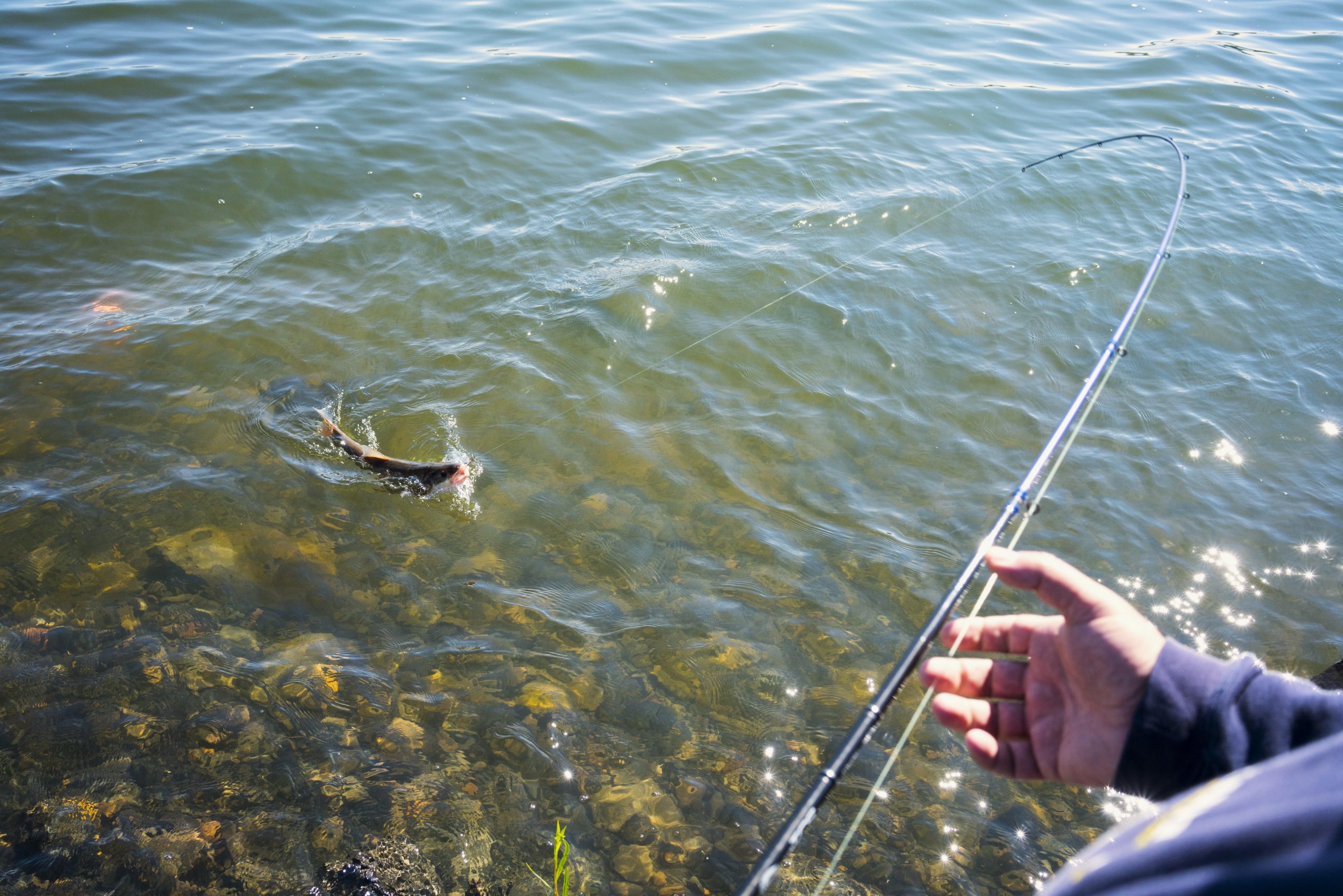 Angler with fishing pole and pikeminnow
