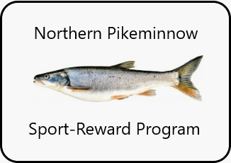 A Northern Pikeminnow fish with text around it
