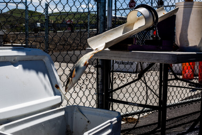 A Pikeminnow sliding down a PIT scanner into a cooler