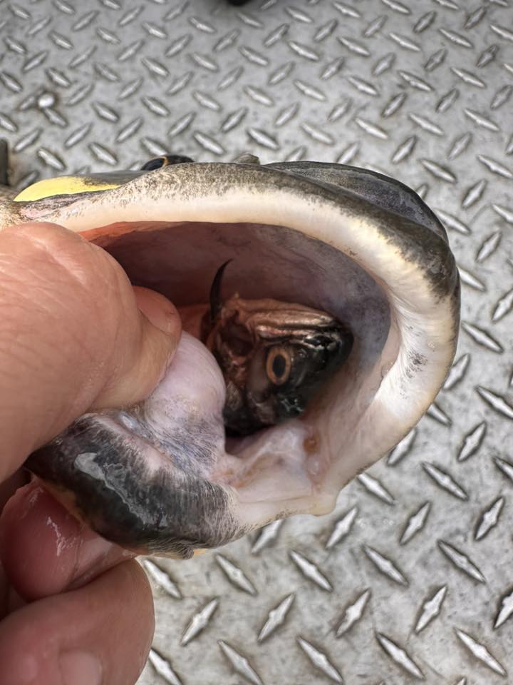 A Northern Pikeminnow with a smolt in its mouth.