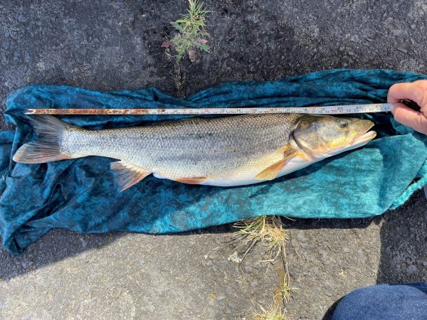 A 22" long Northern Pikeminnow