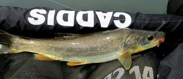 Northern Pikeminnow