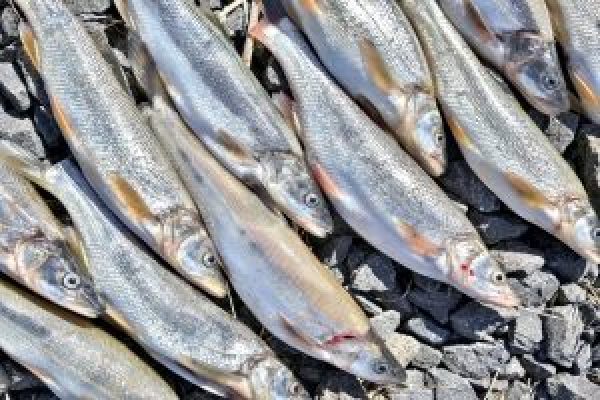 group-of-fish-lg-300x200