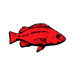 Pacific States Marine Fisheries Commission red rockfish image